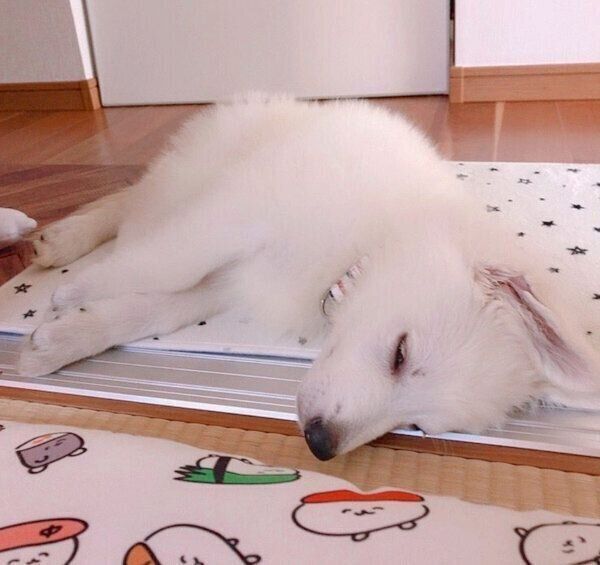 生後3カ月のモフちゃん