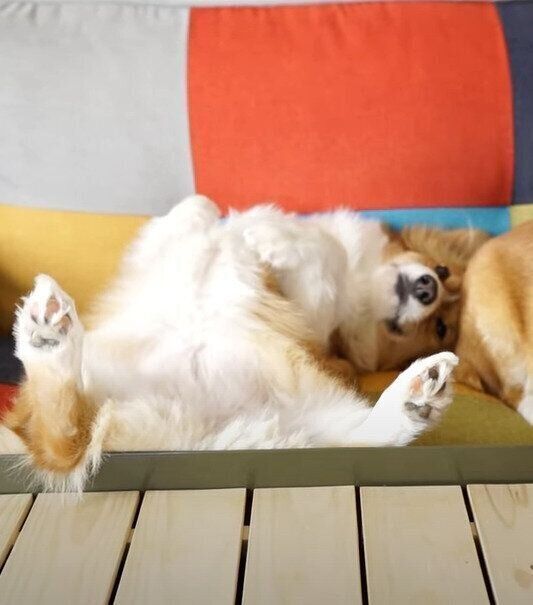 仰向けの犬