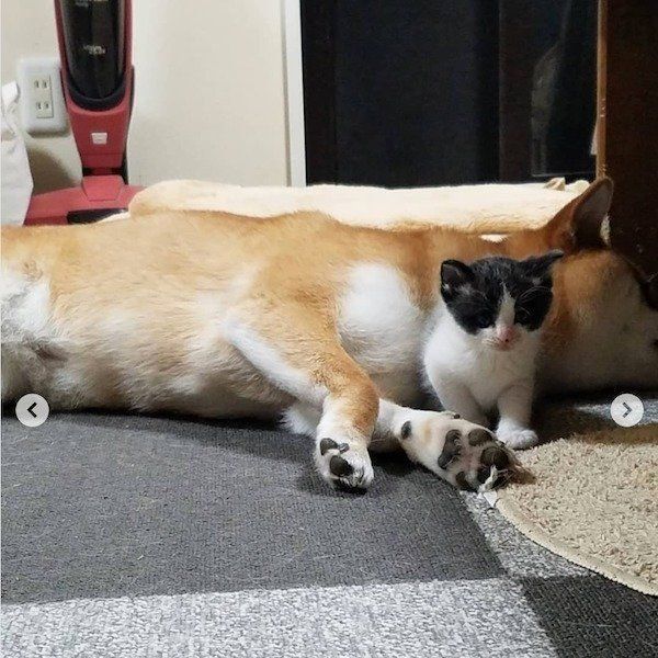 柴犬の小春ちゃんと猫のぶち助くん