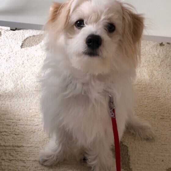 小型犬