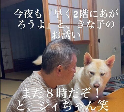 愛犬はボクちゃん 愛犬が怯えてクローゼットの隙間から出てこなくなりました - YouTube
