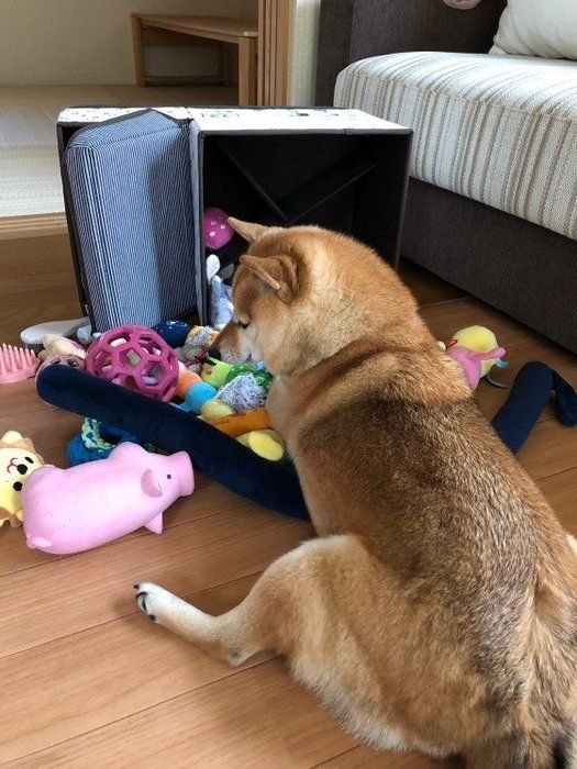 柴犬