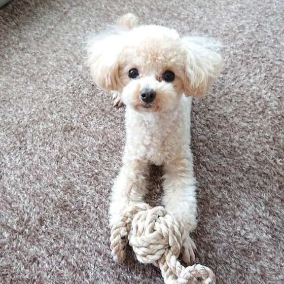 おもちゃを持っている犬