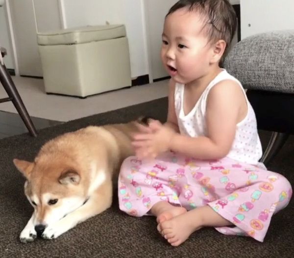 お誕生日をお祝いされる柴犬