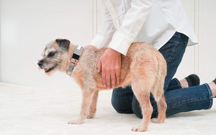 胸をなでられる犬