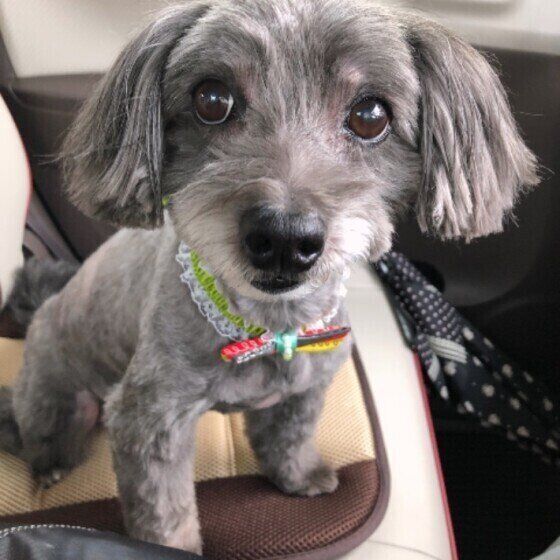 見つめるMix犬
