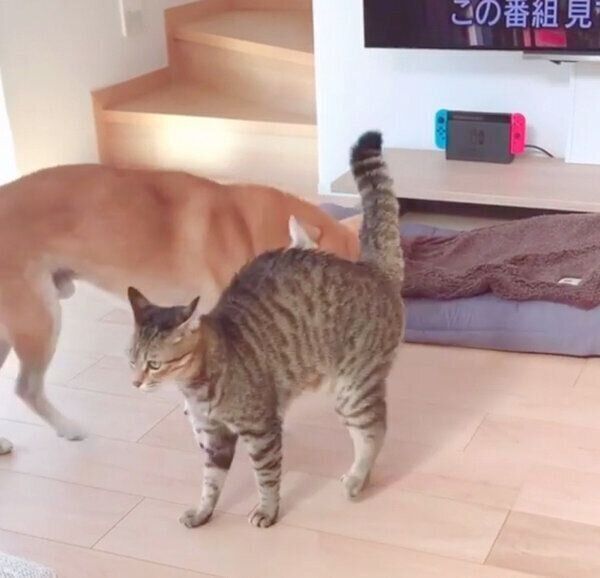 HaluくんにスリスリするMugiくん