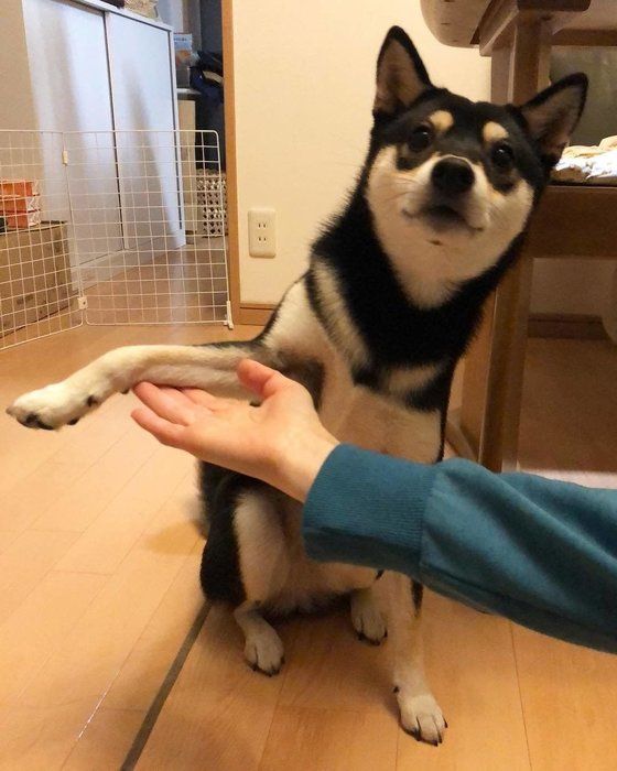 柴犬のオテ