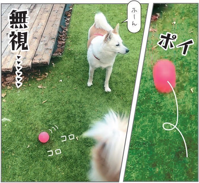 スルーするやんちゃむちゃん・しらたまちゃん