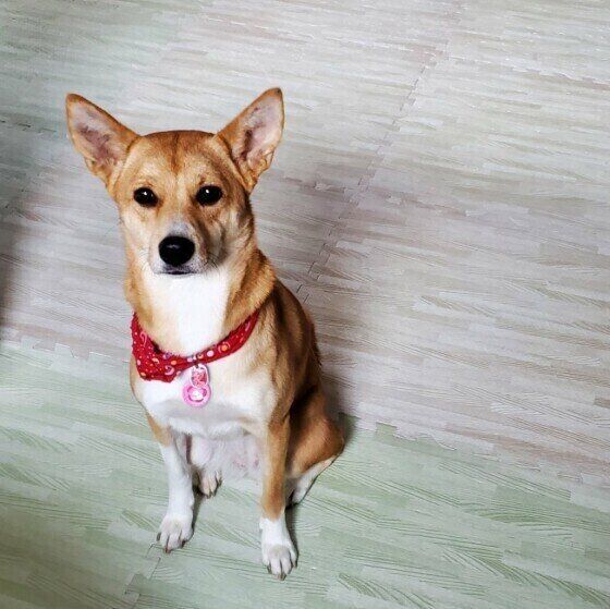 おすわりする犬