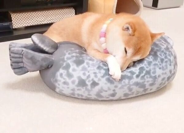 「アザラ柴」と化したチャーミーちゃん