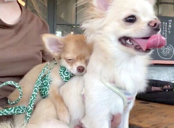 ぎゅっ!とぜんちゃんに抱きつくぶーちゃん