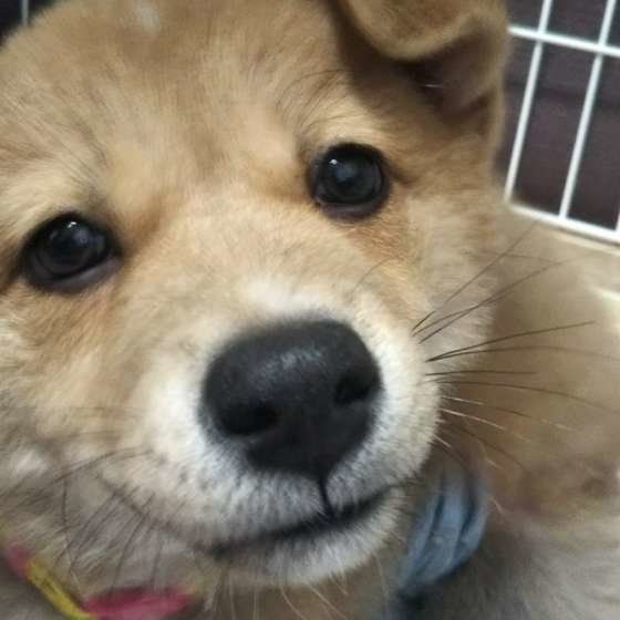見つめる犬