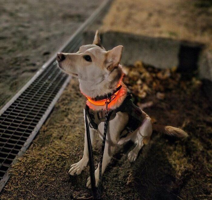 空を見つめる犬 推定2才