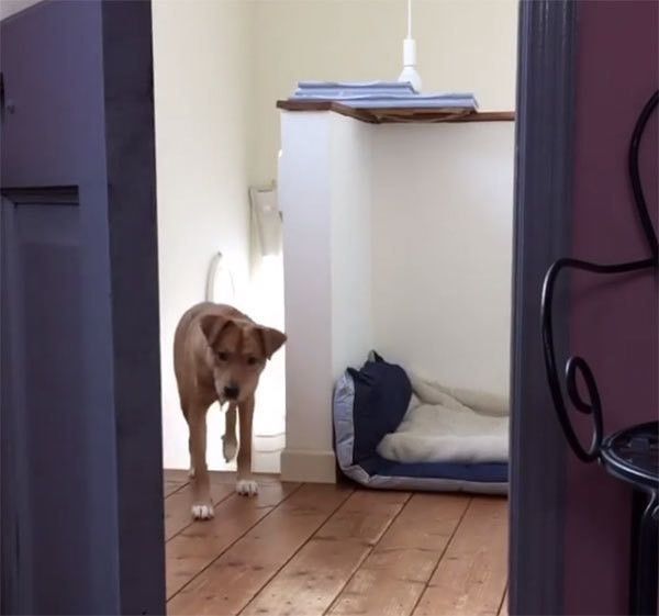見つめる犬