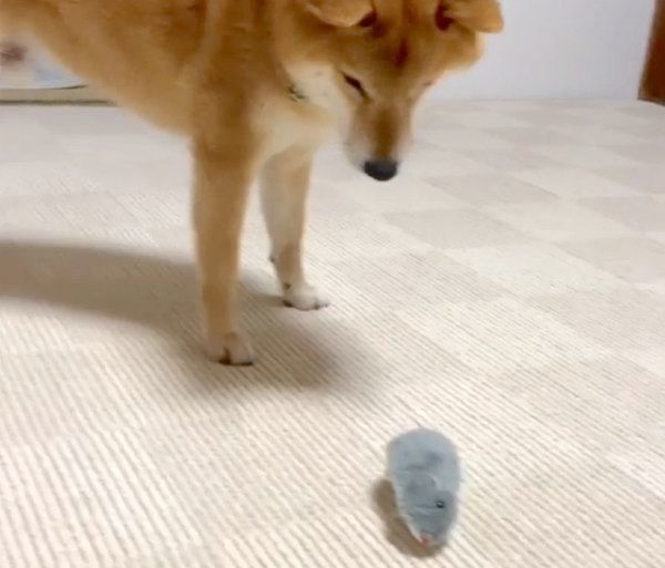 ねずみのおもちゃで遊ぶ福くん