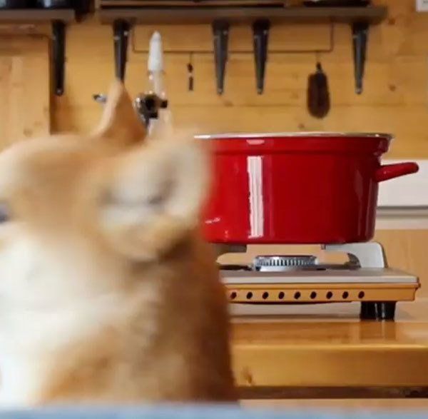 振り向く柴犬