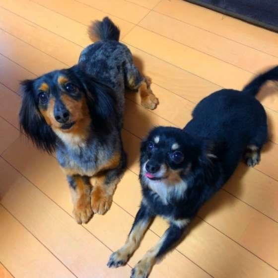 ゆずちゃんとはるちゃん