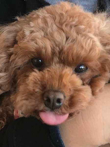 プードル