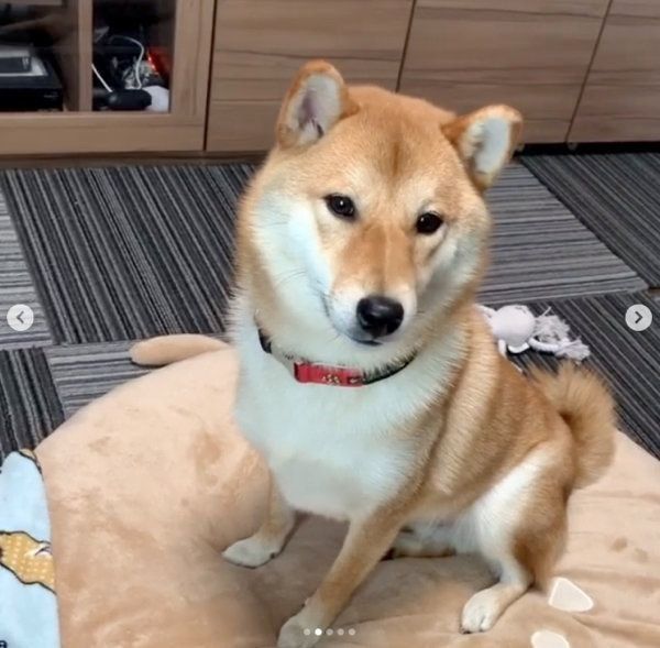 オコ顔になる柴犬