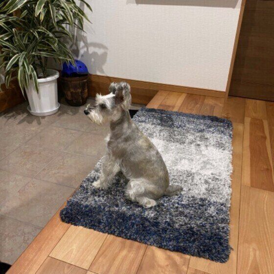 いぬのきもち まさか?!獣医師に聞いたお留守番中に起こりうるトラブル