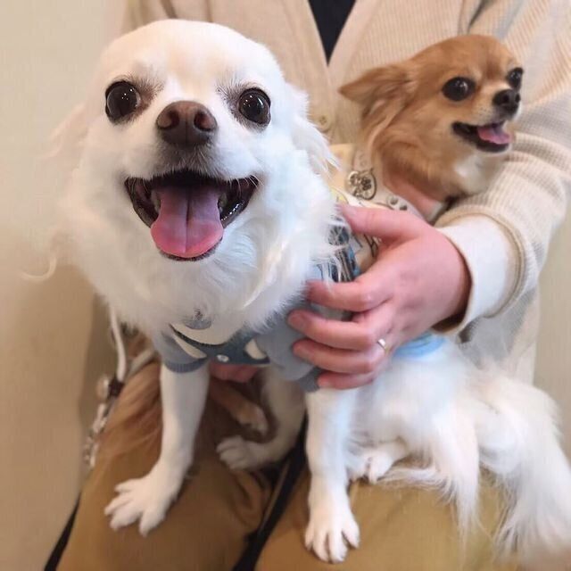 笑顔の犬たち