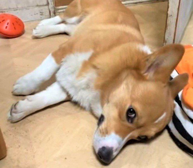 ごろ寝する犬