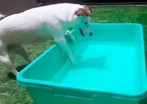 水遊びワンズ