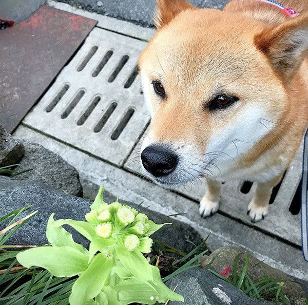 散歩する柴犬