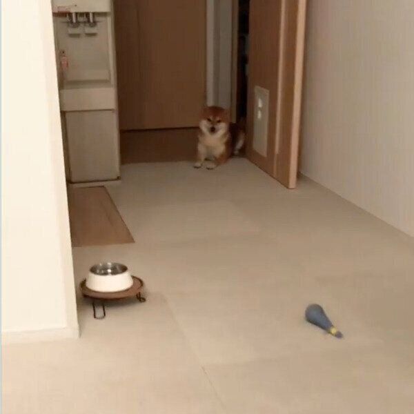 柴距離を守りたいMugiちゃん