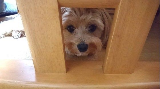 隠れる犬