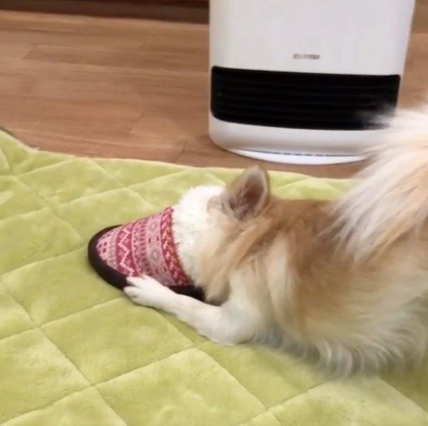 スリッパに顔を突っ込むチワワ