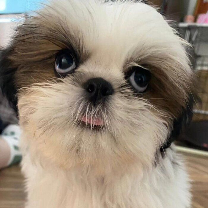 子犬時代のズシくん