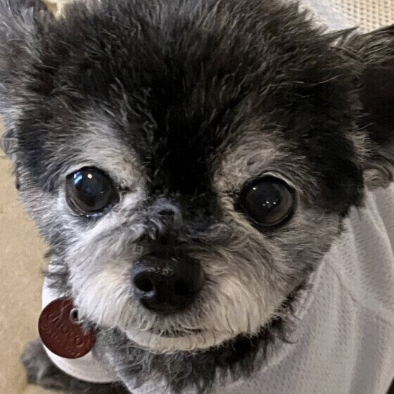 「おやつくださいー♪」とアピール中のワンちゃん