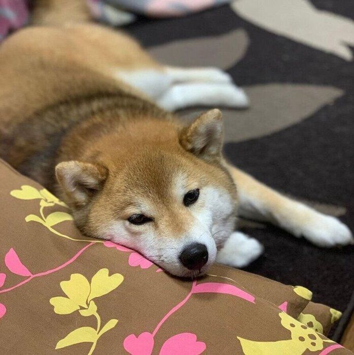 あごのせでくつろぐ柴(メス)