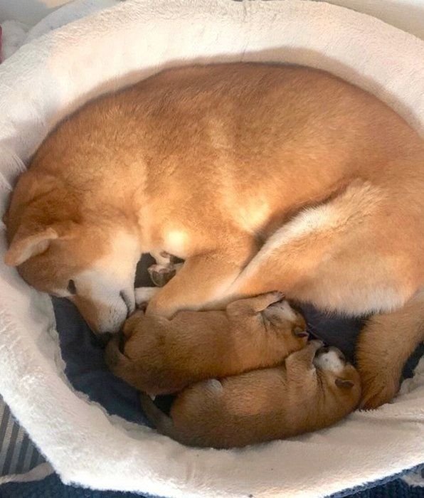 寄り添って眠る桃亜くん・アキくん・桃ちゃん