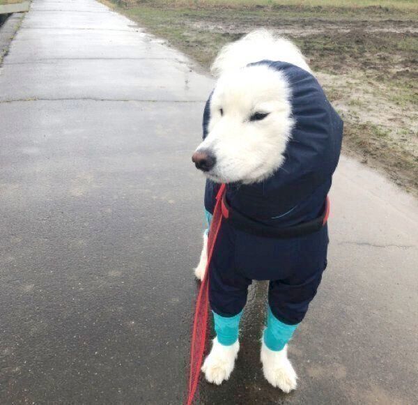 カッパを着せられてテンションが下がるサモちゃん
