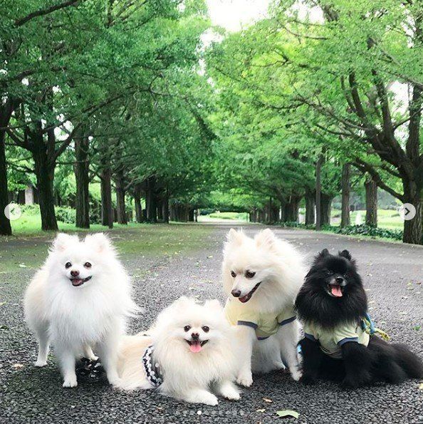 昭和記念公園
