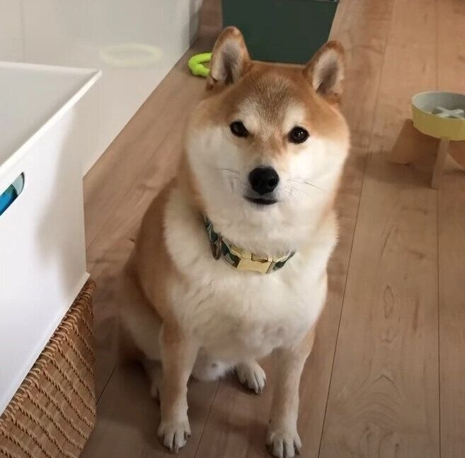 見つめる犬