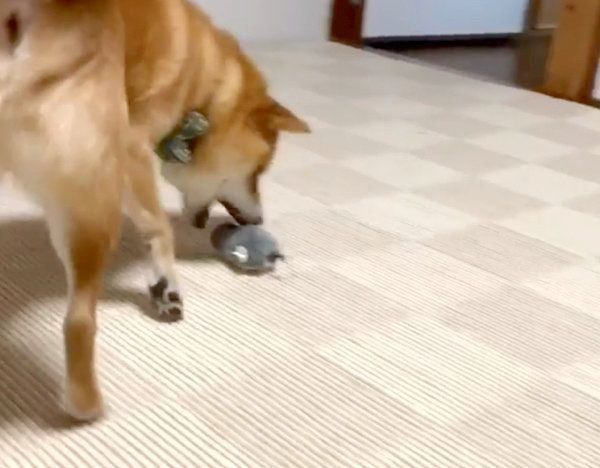 ねずみのおもちゃで遊ぶ福くん