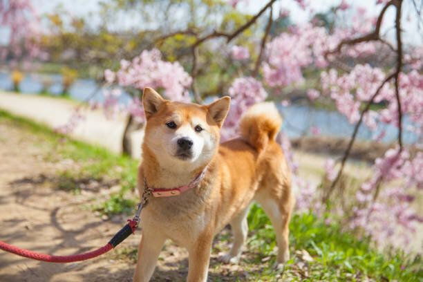桜桜と芝犬