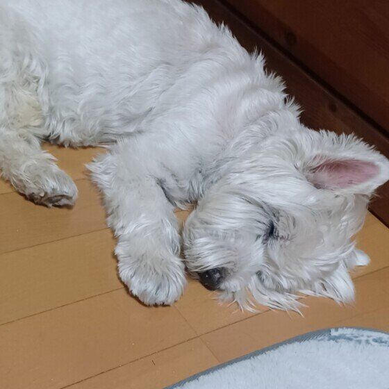 冷たい場所を見つけたよ♪