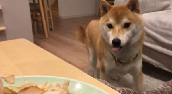 見つめる柴犬