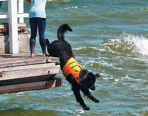 水難犬