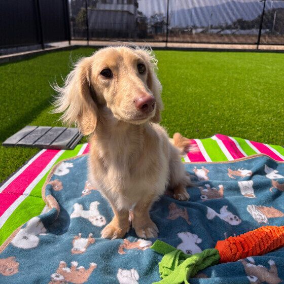 お外で日向ぼっこ中のミニチュア・ダックスフンド