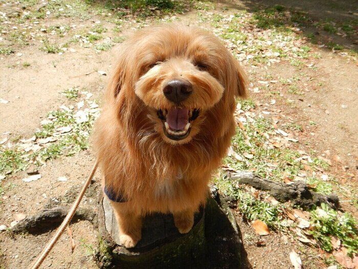 連載「こぐま犬てんすけ」