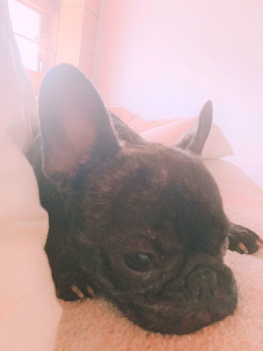 ラブリの愛犬ペン