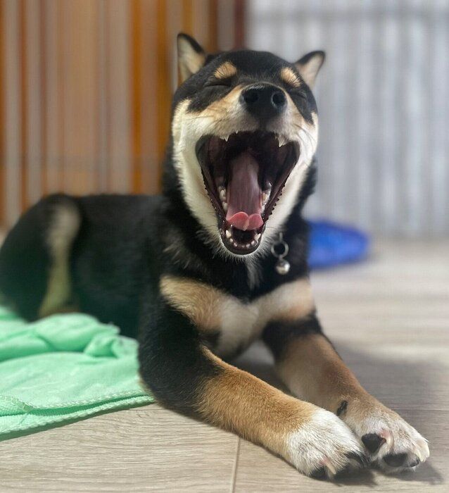 あくびをするこたくん