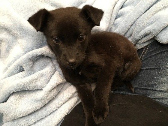 見つめる犬