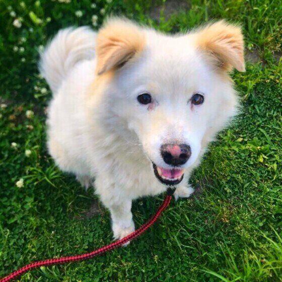 草むらを散歩中の犬
